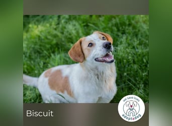 Biscuit sucht ein Zuhause
