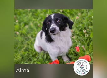 Alma sucht ein Zuhause