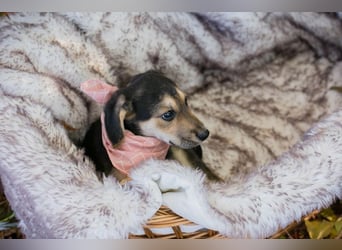 Funny: Hundekind sucht ein Zuhause