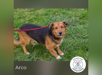 Arco sucht ein Zuhause