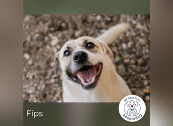 Fips sucht ein Zuhause
