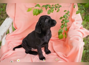 Chip 268167 sucht ein Zuhause
