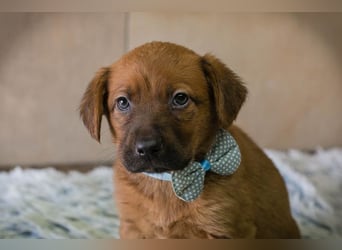 Dinero sucht ein Zuhause