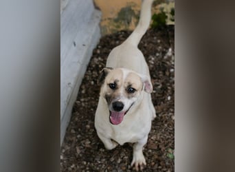 Chip 272077 sucht ein Zuhause