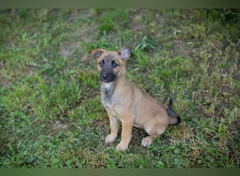 Chip 258583 sucht ein Zuhause