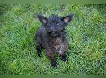 Grumpy sucht ein Zuhause