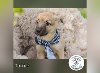 Jamie sucht ein Zuhause