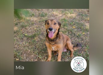 Mia sucht ein Zuhause