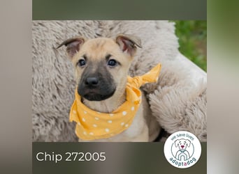 Chip 272005 sucht ein Zuhause