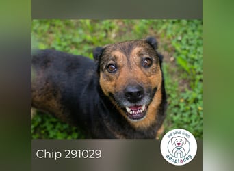 Chip 291029 sucht ein Zuhause