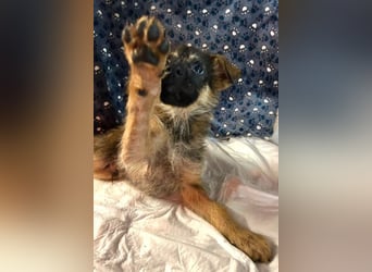 Chip 284004 sucht ein Zuhause