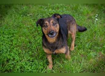 Chip 291029 sucht ein Zuhause