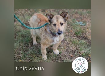 Chip 269113 sucht ein Zuhause