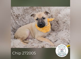Chip 272005 sucht ein Zuhause