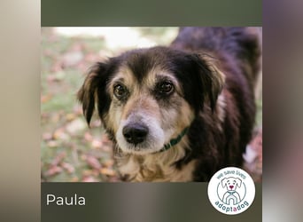 Paula sucht ein Zuhause