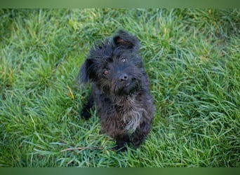 Grumpy sucht ein Zuhause