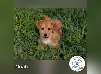 Noah sucht ein Zuhause