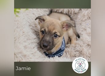 Jamie sucht ein Zuhause