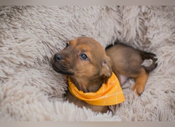 Chip 271439 sucht ein Zuhause