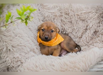 Chip 271439 sucht ein Zuhause