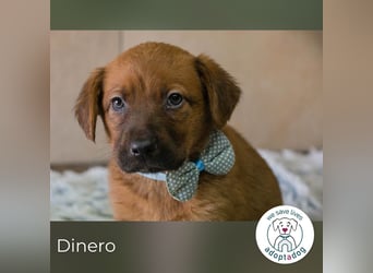 Dinero sucht ein Zuhause