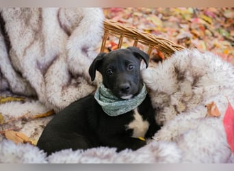 Milo II: Hundekind sucht ein Zuhause