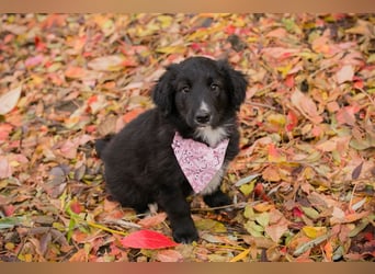 Chip 255497: Hundekind sucht ein Zuhause