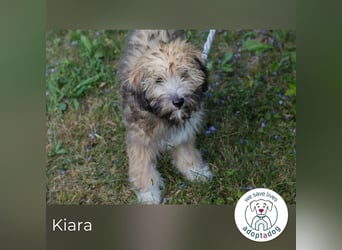 Kiara sucht ein Zuhause