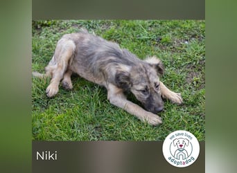 Niki kämpft sich ins Leben
