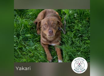 Yakari 264046 sucht ein zu Hause