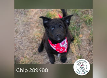 Chip 289488 sucht ein zu Hause