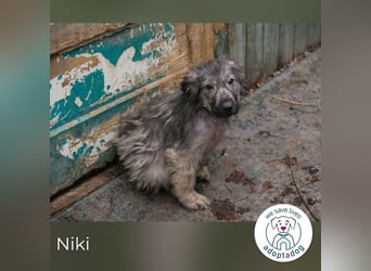 Niki sucht ein Zuhause