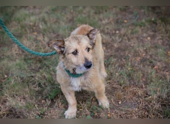 Chip 269113 sucht ein Zuhause