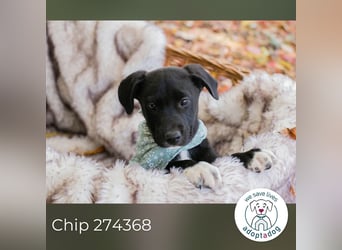 Milo II: Hundekind sucht ein Zuhause