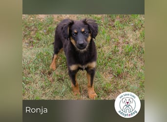 Ronja sucht ein Zuhause