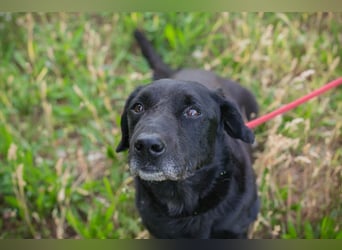 Chip 255190 sucht ein Zuhause