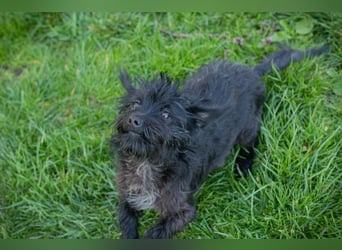 Grumpy sucht ein Zuhause