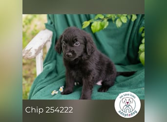 Chip 254222 sucht ein Zuhause