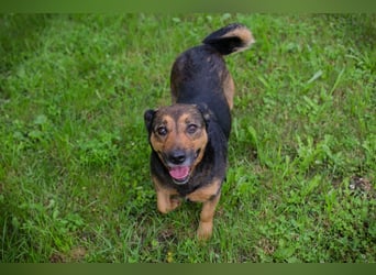 Chip 291029 sucht ein Zuhause