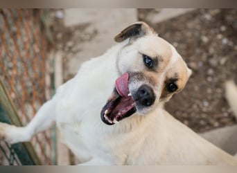 Chip 272077 sucht ein Zuhause