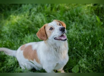 Biscuit sucht ein Zuhause