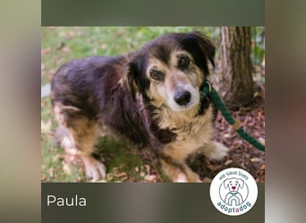 Paula sucht ein Zuhause