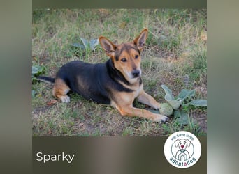 Sparky 231252 sucht ein zu Hause