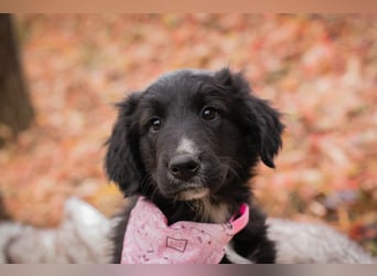 Chip 255497: Hundekind sucht ein Zuhause