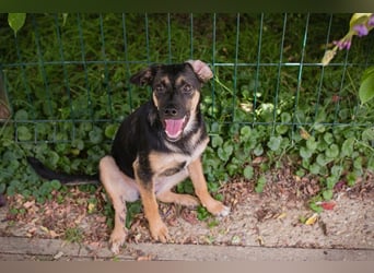 Thila sucht ein Zuhause