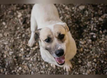 Chip 272077 sucht ein Zuhause