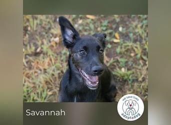 Savannah sucht ein Zuhause