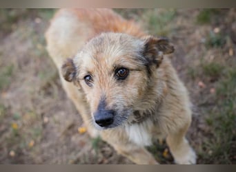 Chip 269113 sucht ein Zuhause