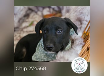 Milo II: Hundekind sucht ein Zuhause