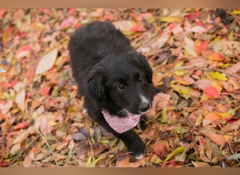 Chip 255497: Hundekind sucht ein Zuhause